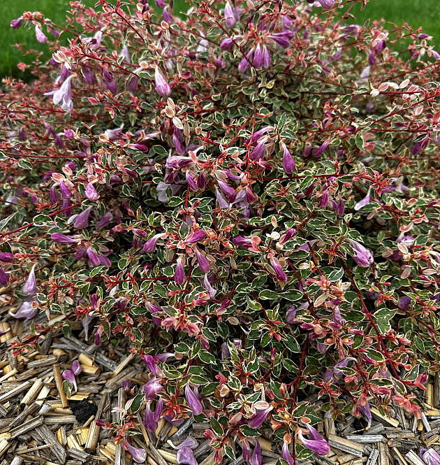 Swirly Bells<sup>®</sup> L