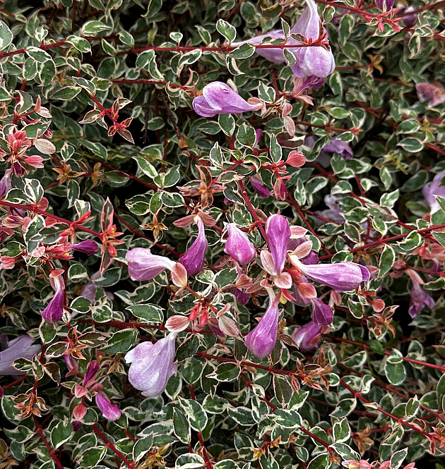 Swirly Bells<sup>®</sup> L