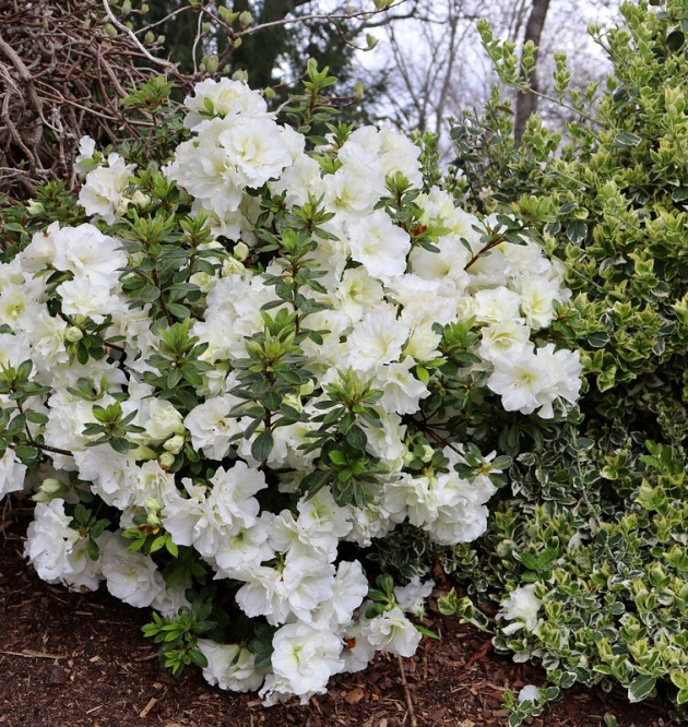 Perfecto Mundo<sup>®</sup> Double White