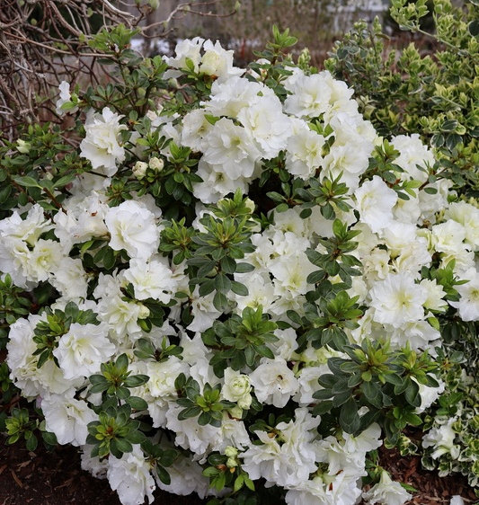Perfecto Mundo<sup>®</sup> Double White 