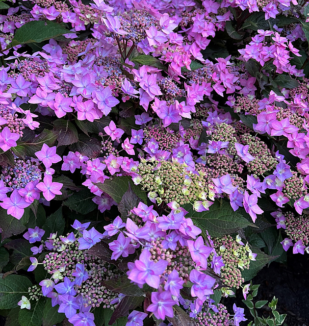 Flair & Flavours<sup>®</sup> Frozen Smoothie XL