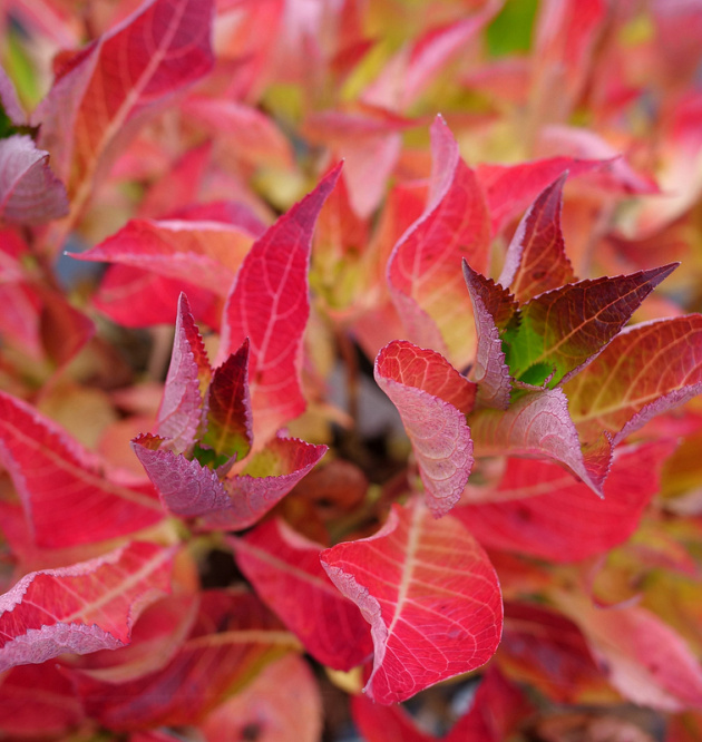 Flair & Flavours<sup>®</sup> Frozen Smoothie XL