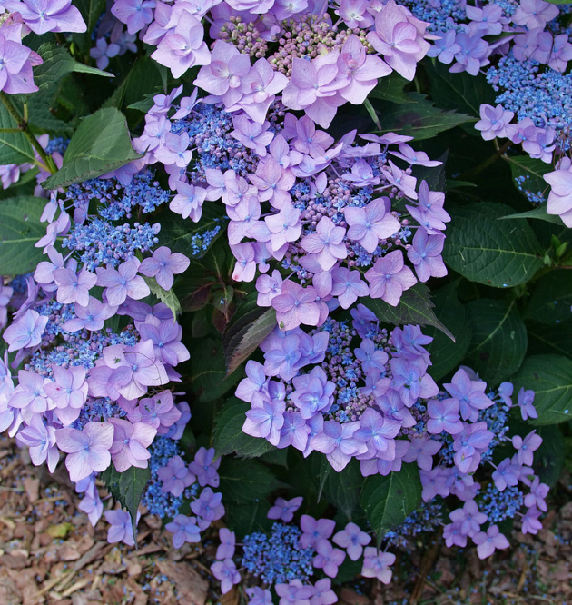 Flair & Flavours<sup>®</sup> Frozen Smoothie XL