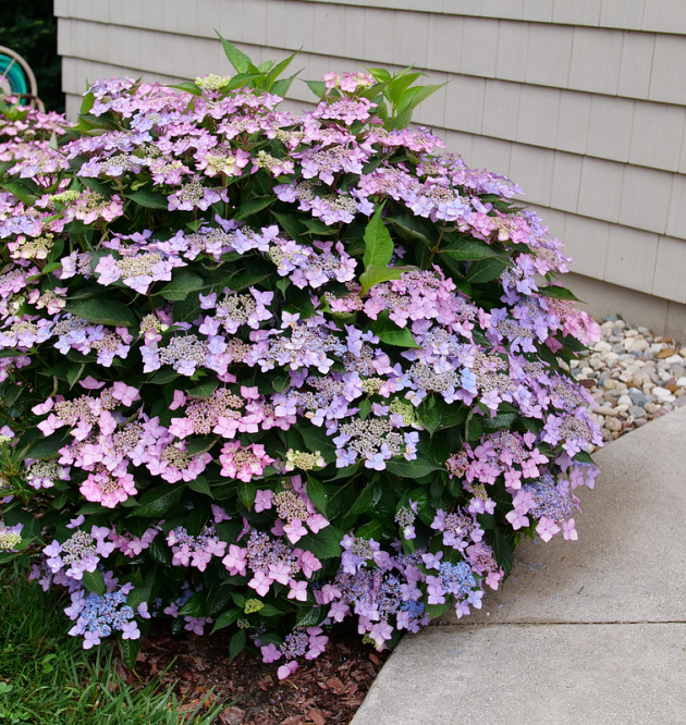 Flair & Flavours<sup>®</sup> Frozen Smoothie XL