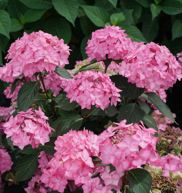 Flair & Flavours<sup>®</sup> Frozen Smoothie XL