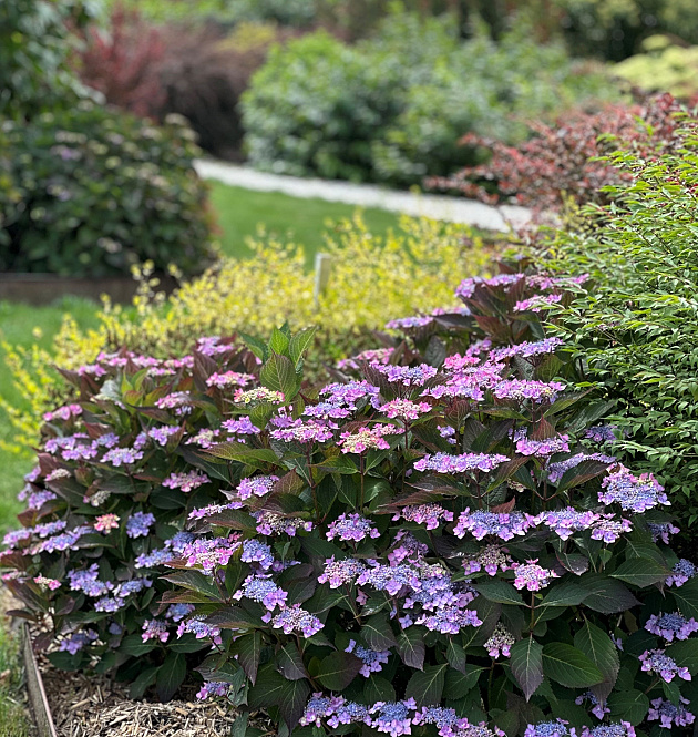 Flair & Flavours<sup>®</sup> Frozen Smoothie XL