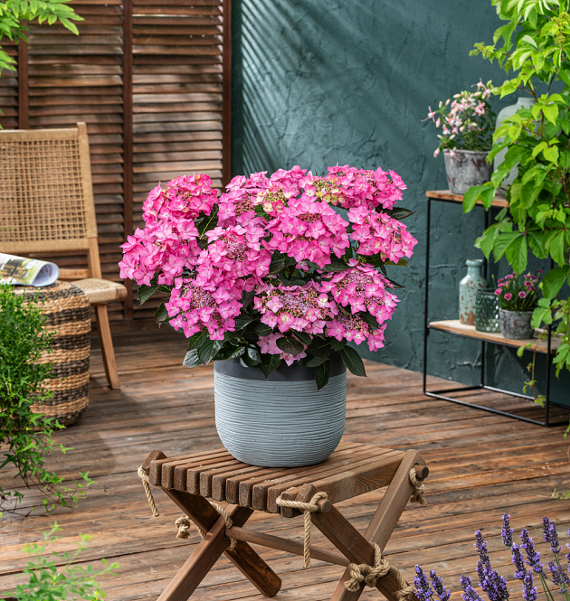 Flair & Flavours<sup>®</sup> Frozen Smoothie XL