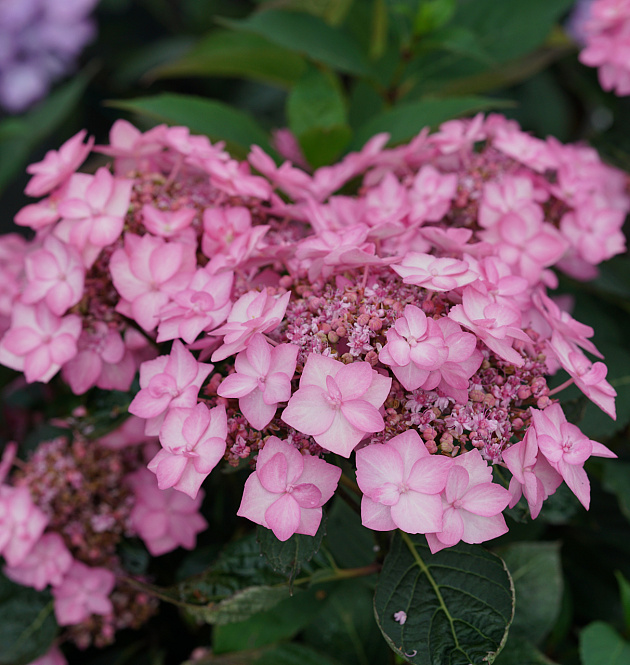 Flair & Flavours<sup>®</sup> Frozen Smoothie XL