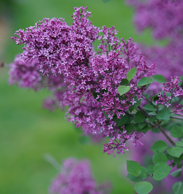 Bloomerang<sup>®</sup> Dark Purple