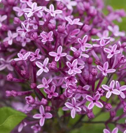 Bloomerang<sup>®</sup> Dark Purple