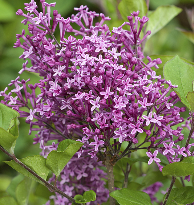 Bloomerang<sup>®</sup> Dark Purple