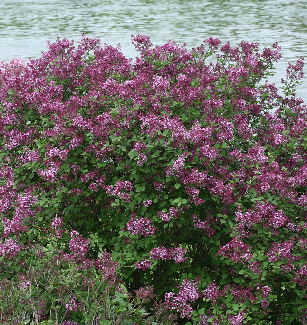 Bloomerang<sup>®</sup> Dark Purple