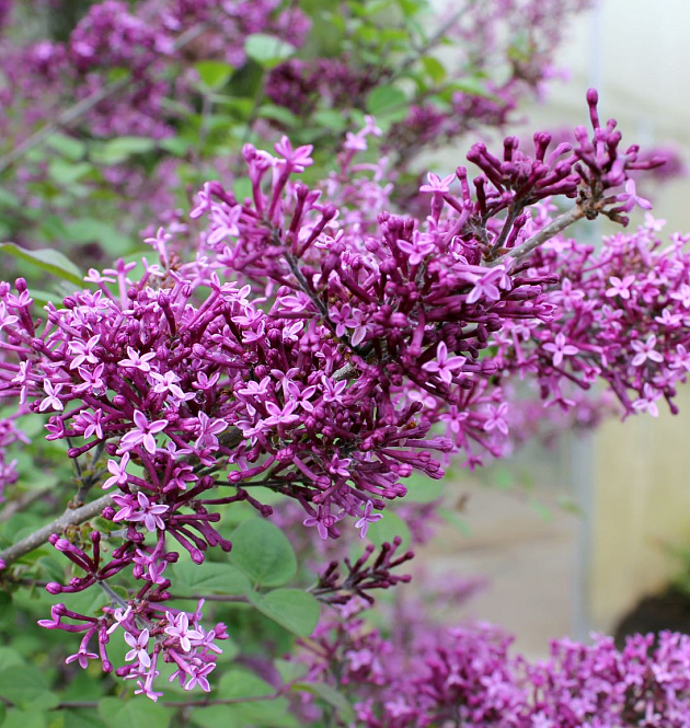 Bloomerang<sup>®</sup> Dark Purple