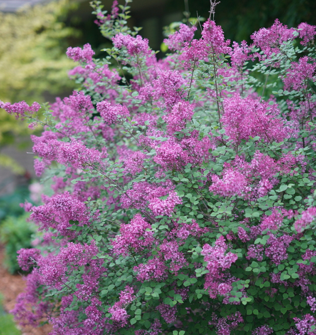 Bloomerang<sup>®</sup> Dark Purple